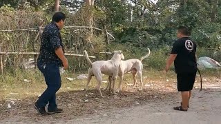 Bully kutta VS bully kutta in China [upl. by Schwarz785]