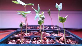 Morning Glory Seedlings Timelapse [upl. by Janean131]