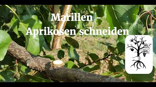 Marillenbaum  Aprikosenbaum richtig schneiden  Marillenbaumschnitt leicht erklärt [upl. by Naelopan]