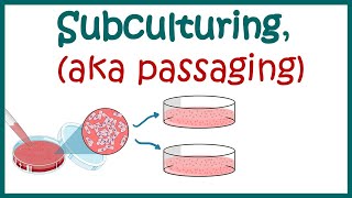 Subculturing cells  Cell culture basics [upl. by Anelle]