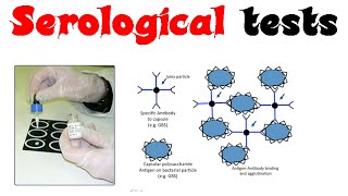 Serological tests [upl. by Latterll749]