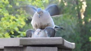 Mourning Doves Mating [upl. by Angelita]