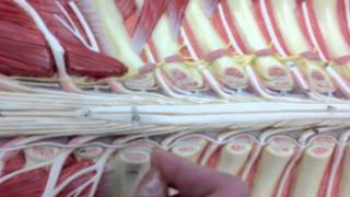 Spinal Cord and Nerves Model Anatomy [upl. by Chemaram192]