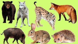 Learn Names and Sound Forest animals for Kids in Englis [upl. by Aryas710]