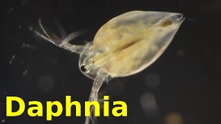 Daphnia [upl. by Jocelin]