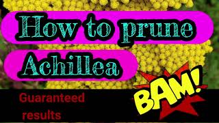 How to prune achilleayarrow [upl. by Ultann]