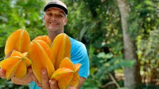 Growing 10 Different Varieties of Starfruit Carambola Which Is The Most Delicious [upl. by Kersten]