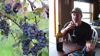 Making WINE from HOME GROWN Organic GRAPES  First Steps [upl. by Haelem]