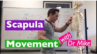 Scapula Movement  Functional Anatomy [upl. by Nomannic]