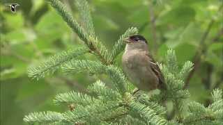 Goldencrowned Sparrow singing [upl. by Bulley342]