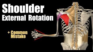 Strengthening Internal amp External Shoulder Rotators  Ask Dr Abelson [upl. by Bloxberg]