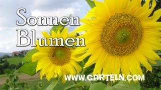 Sonnenblumen selbst pflanzen [upl. by Ahseniuq]