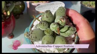 Succulent Talk  Adromischus [upl. by Laird]