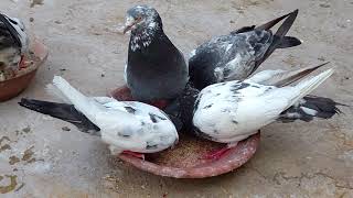 Kabootar Hi Kabootar  Video for Pigeon Birds Lovers  Lahore Pakistan [upl. by Mcferren]