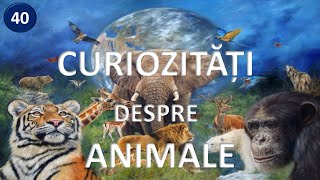 Top 40 curiozitati despre animalele lumii 🦋 stiati ca [upl. by Oicul881]