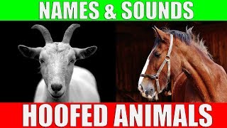 HOOFED ANIMALS Names and Sounds for Kids to Learn  Learning Ungulates Hoofed Mammals [upl. by Sylvester]