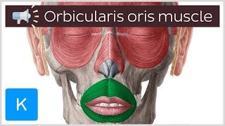 Orbicularis oris muscle  Anatomical Terms Pronunciation by Kenhub [upl. by Guenna883]