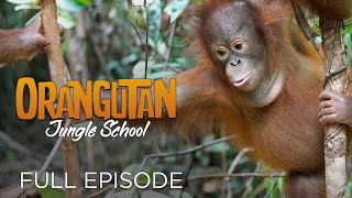 Orangutan Jungle School And So It Begins Full Episode [upl. by Olpe]