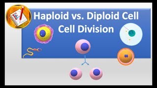 Haploid vs Diploid cell and Cell division [upl. by Atilrep]