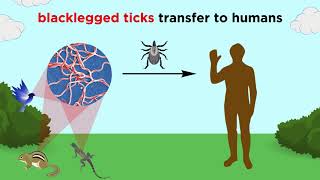 Lyme Disease Borrelia burgdorferi [upl. by Hsan603]