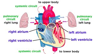 You and Your Stent [upl. by Brunk]