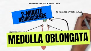 2Minute Neuroscience Medulla Oblongata [upl. by Placidia479]