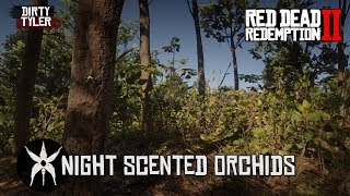 All Night Scented Orchids Red Dead Redemption 2  RDR2 [upl. by Onafets]