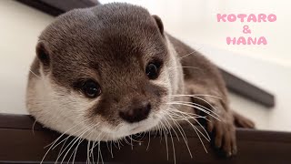 人間よりおもしろいラブコメみたいなカワウソの恋愛事情 Otter Romantic Comedy Funnier Than Humans [upl. by Yelssew542]