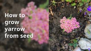 How to grow yarrow from seed [upl. by Licna643]