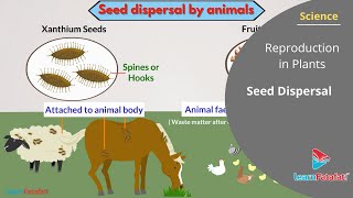 Reproduction in Plants Class 7 Science  Seed Dispersal [upl. by Intosh]