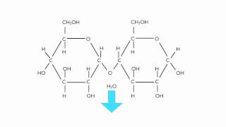 Condensation Polymerisation Glucose to Maltose [upl. by Clayson]