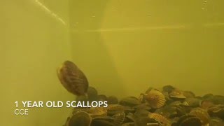 Bay Scallops Swimming [upl. by Accebar396]