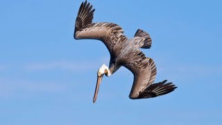 PELICANS DIVE BOMBING FOR FISH [upl. by Lil]