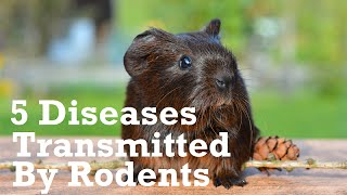 5 Diseases Transmitted By Rodents Within the Home [upl. by Anceline579]