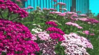 Achillea millefolium Growing Guide  What is Yarrow [upl. by Ahsiaa]