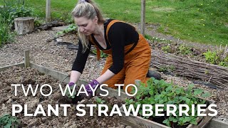 Two Ways to plant Strawberries [upl. by Osithe]