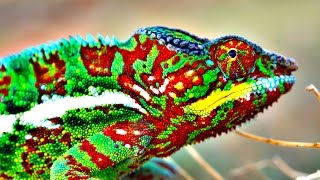 How Do Chameleons Change Color [upl. by Roberts630]