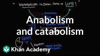 Overview of metabolism Anabolism and catabolism  Biomolecules  MCAT  Khan Academy [upl. by Hoffert]