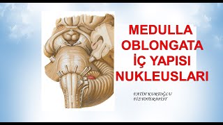 Medulla Oblongata Nucleusları  Nöroanatomi Konu Anlatımı  5 [upl. by Aihseym568]