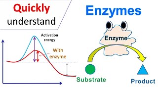 Enzymes [upl. by Emilee]