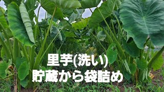 里芋洗い貯蔵から袋詰め 里芋 野菜 [upl. by Aredna]