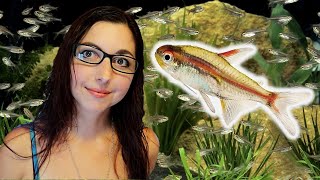 GLOWLIGHT TETRA CARE GUIDE 🐠 Glowlight Tetra Basics [upl. by Eizeerb]