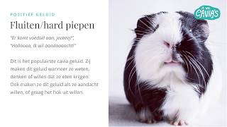 Cavia geluiden en wat ze betekenen [upl. by Osithe]