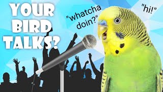 How To Teach Your Budgie to Talk 5 easy steps [upl. by Idnat]