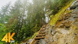 4K Virtual Walk through Beautiful Mountain Forest  Fascinating Comet Falls Mt Rainier Area [upl. by Cristi]