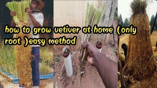 VETTIVER  வெட்டி வேர் How to grow vetiver at home only root easy method [upl. by Toombs672]