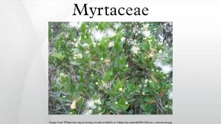 Myrtaceae [upl. by Ihtac]