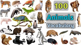 Animals Vocabulary In English ll 100 Animals Name In English With Pictures [upl. by Ahsinan218]