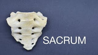 SACRUM [upl. by Audre461]