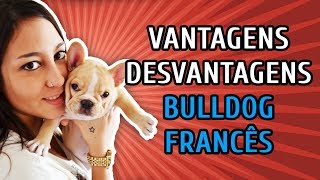 VANTAGENS E DESVANTAGENS DO BULLDOG FRANCÊS [upl. by Dibru]